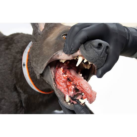 K9 Diesel canine trauma simulator during a training exercise