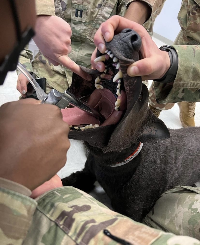 Military K9 casualty care training in progress